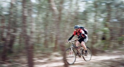 Hodgie at speed through the she-
oaks (casuarina)