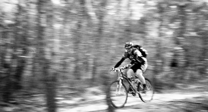 Hodgie at speed through the she-
oaks (casuarina)