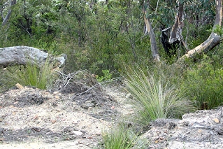 the start of the singletrack - tony fathers