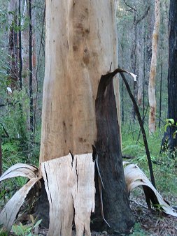 the old bark on this tree was peeling like a banana