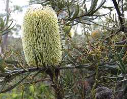 banksia flower, Narrowneck - tony fathers