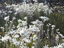 flannel flowers