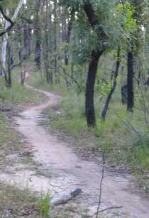 looking back up the singletrack - tony fathers