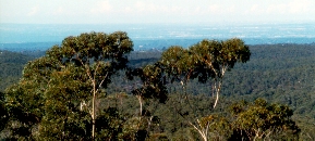 The view to Sydney From Blue Mountain - Tony Fathers