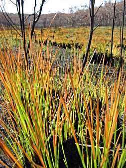 swamp grasses regenerate quickly - tony fathers