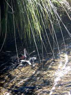 at the creek crossing