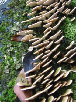 fungi